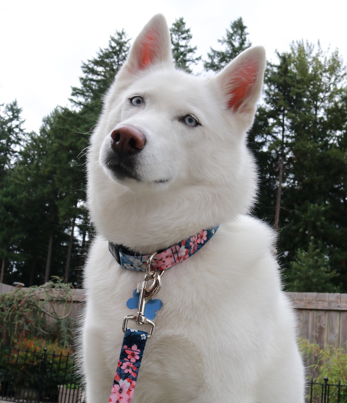 Cherry Blossom Dreams Leash