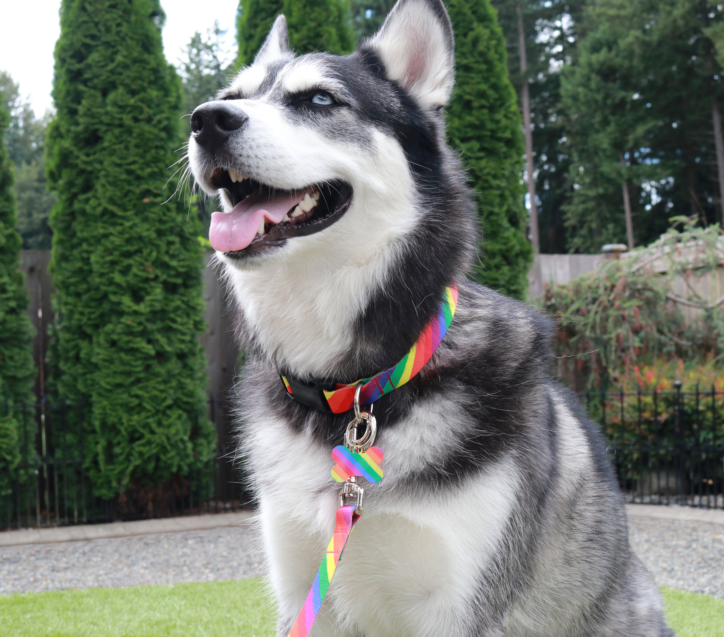 Pride Rainbow Leash