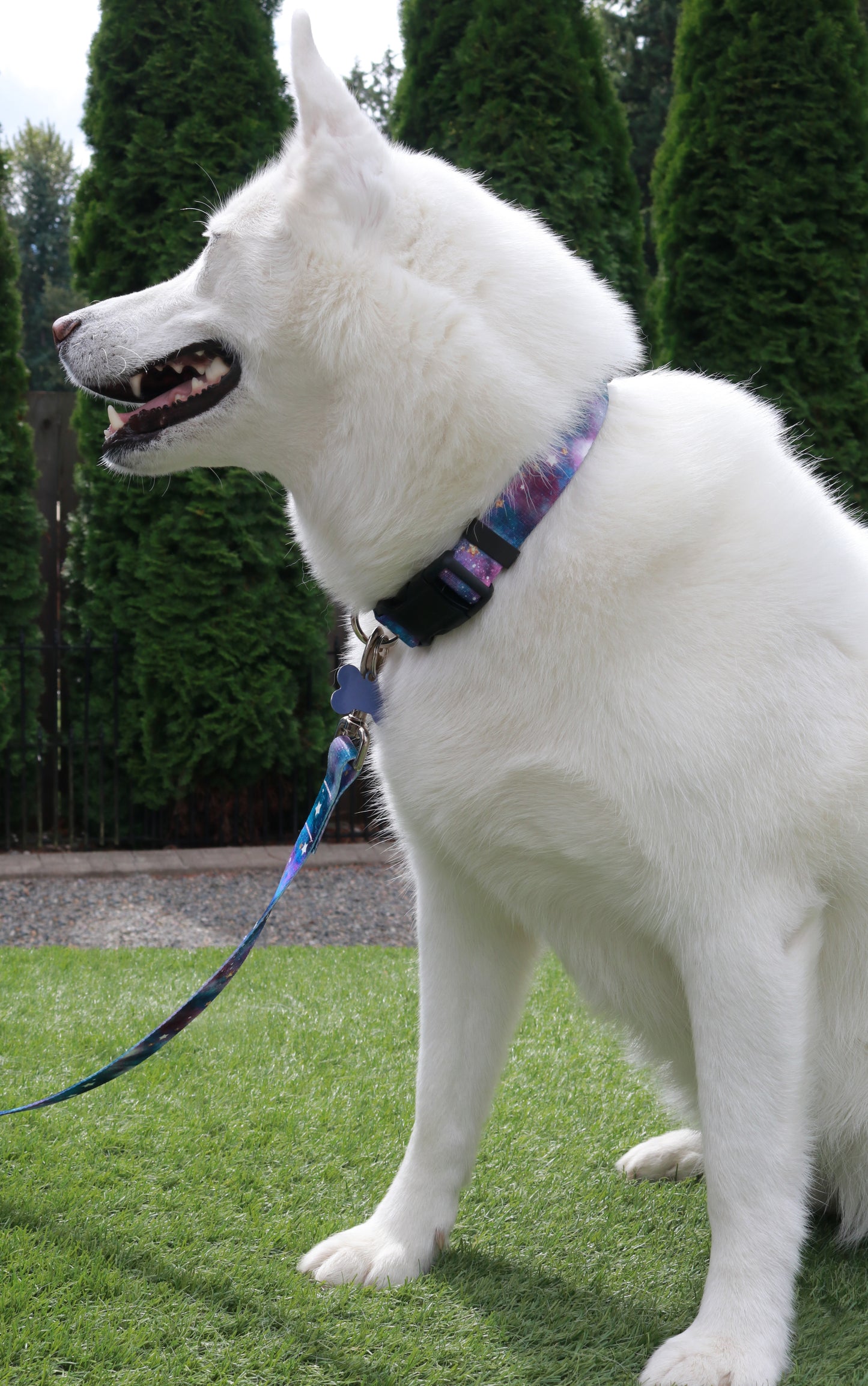 Twilight Galaxy Leash